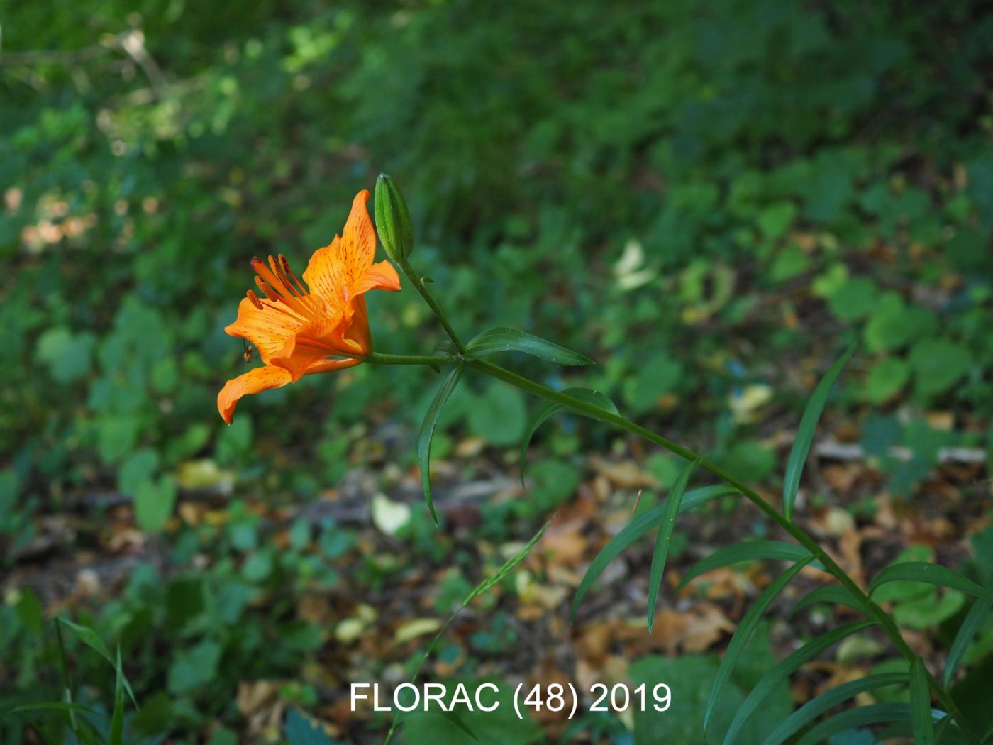 ? plant